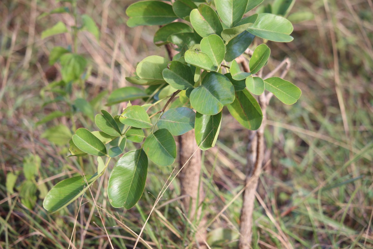 Pterocarpus marsupium Roxb.